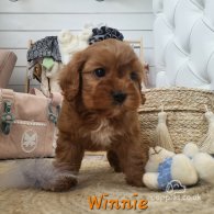 Cavapoo - Both