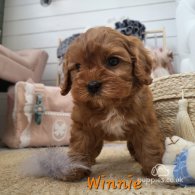 Cavapoo - Both