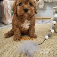 Cavapoo - Both