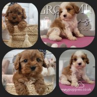 Cavapoo - Both