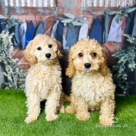 Cavapoo - Both