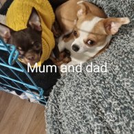 Chihuahua - Both