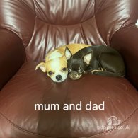 Chihuahua - Both