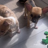 Chihuahua - Bitches