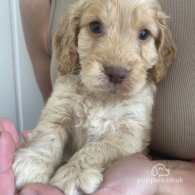 Cockapoo - Both