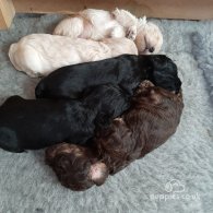 Cockapoo - Both