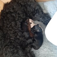 Cockapoo - Both