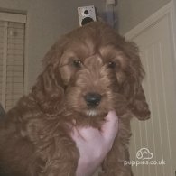 Cockapoo - Both