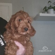 Cockapoo - Both