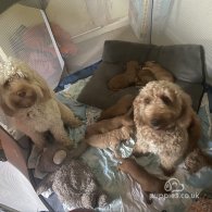 Cockapoo - Dogs