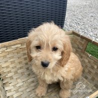 Cockapoo - Both