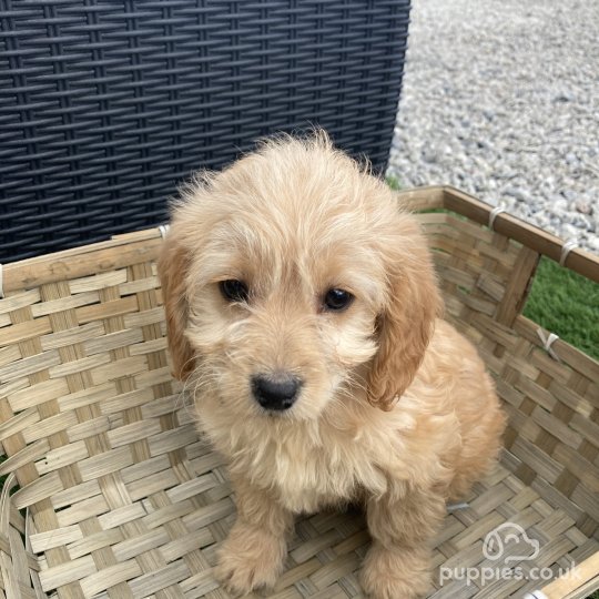 Cockapoo - Both