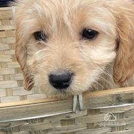 Cockapoo - Both