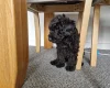 Cockapoo
