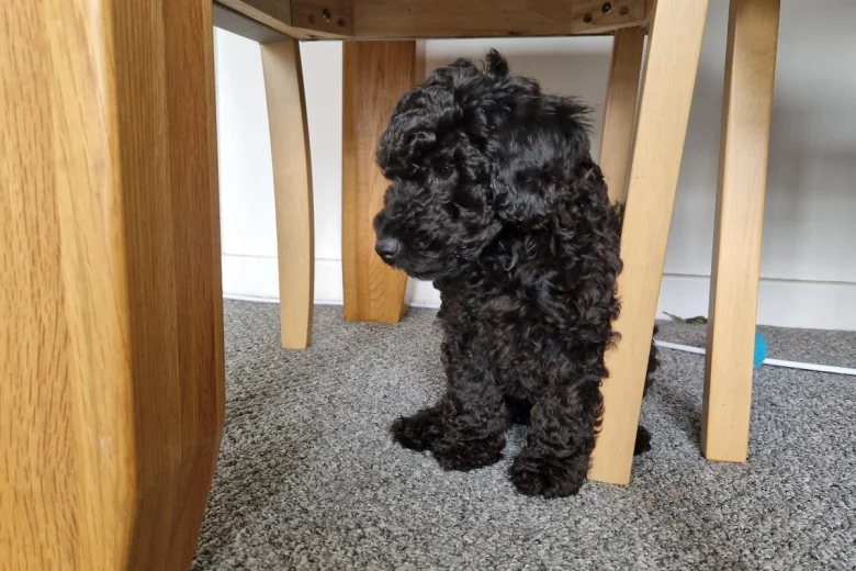 Cockapoo