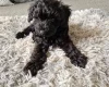 Cockapoo