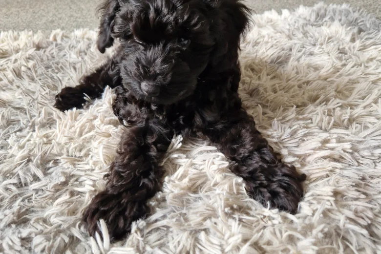 Cockapoo