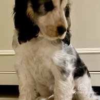 Cocker Spaniel (Working & Show) - Both