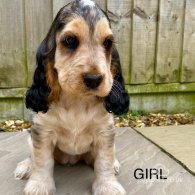 Cocker Spaniel (Working & Show) - Both