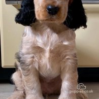 Cocker Spaniel (Working & Show) - Both