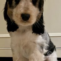 Cocker Spaniel (Working & Show) - Both