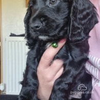 Cocker Spaniel (Working & Show) - Both