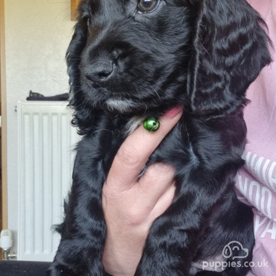 Cocker Spaniel (Working & Show) - Both