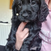 Cocker Spaniel (Working & Show) - Both