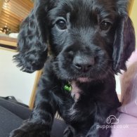 Cocker Spaniel (Working & Show) - Both