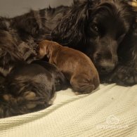 Cocker Spaniel (Working & Show) - Both