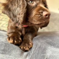 Cocker Spaniel (Working & Show) - Both