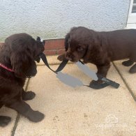 Cocker Spaniel (Working & Show) - Both