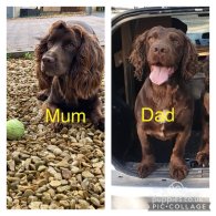 Cocker Spaniel (Working & Show) - Both