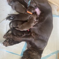 Cocker Spaniel (Working & Show) - Both