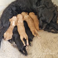 Cocker Spaniel (Working & Show) - Both