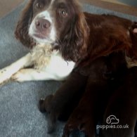 Cocker Spaniel (Working & Show) - Both