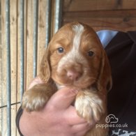 Cocker Spaniel (Working & Show) - Both