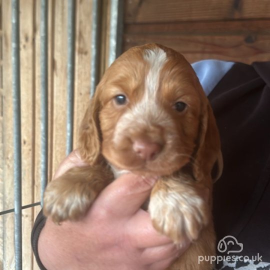 Cocker Spaniel (Working & Show) - Both