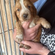 Cocker Spaniel (Working & Show) - Both