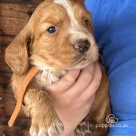 Cocker Spaniel (Working & Show) - Both