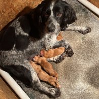 Cocker Spaniel (Working & Show) - Both