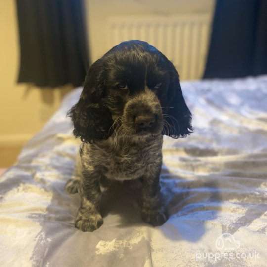 Cocker Spaniel (Working & Show) - Both