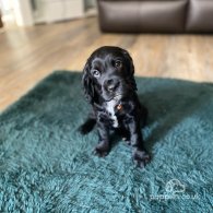 Cocker Spaniel (Working & Show) - Both