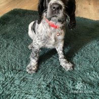 Cocker Spaniel (Working & Show) - Both