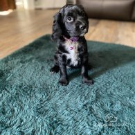 Cocker Spaniel (Working & Show) - Both