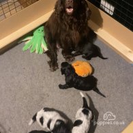 Cocker Spaniel (Working & Show) - Both