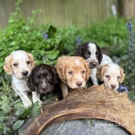 Cocker Spaniel (Working & Show) - Both