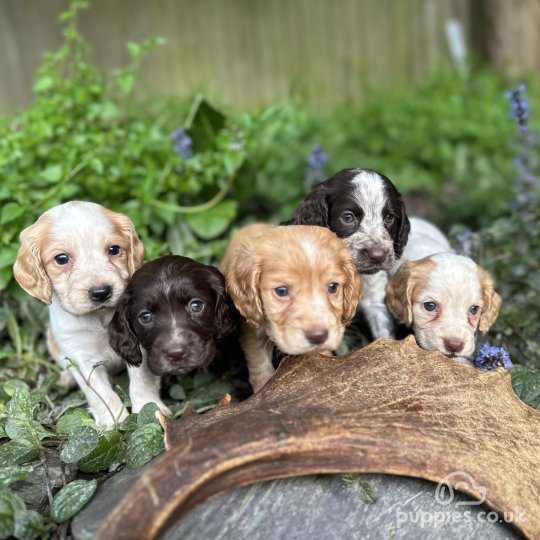 Cocker Spaniel (Working & Show) - Both