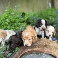 Cocker Spaniel (Working & Show) - Both