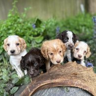 Cocker Spaniel (Working & Show) - Both